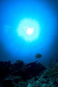 Fish swimming in sea