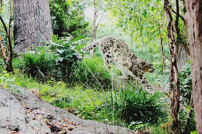 Giraffe against trees