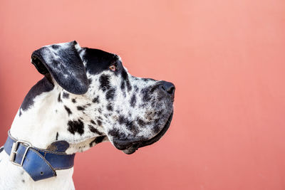 Dog looking away