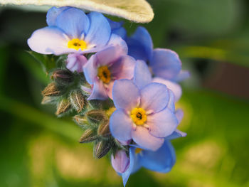 Close-up of purple flower