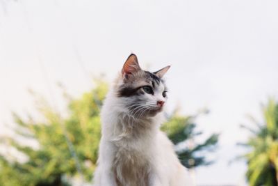 Close-up of a cat looking away