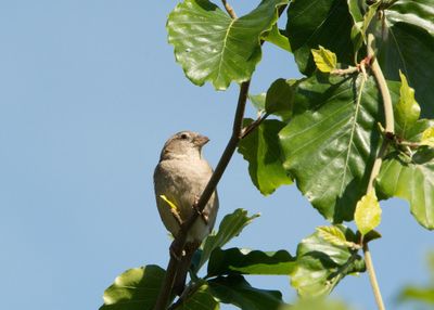 Low angle view of bird perching on plant against sky