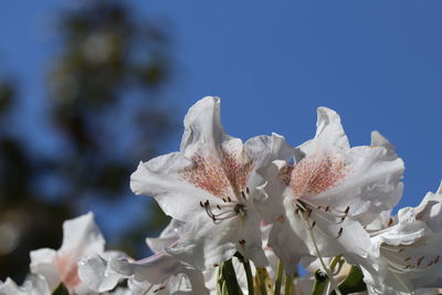 Close-up of white cherry blossoms against sky