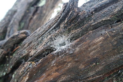 Close-up of lizard on tree stump