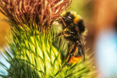 Close-up of bee pollinating flower