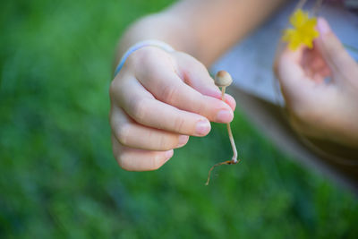 Close-up of hand holding plant