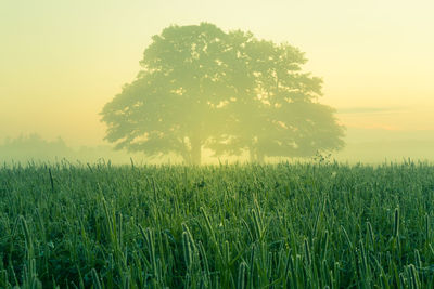 A beautiful oak tree in the distance through the mist in summer morning. summertime scenery.
