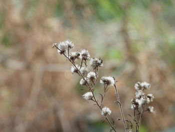 Close-up of wilted plant on field