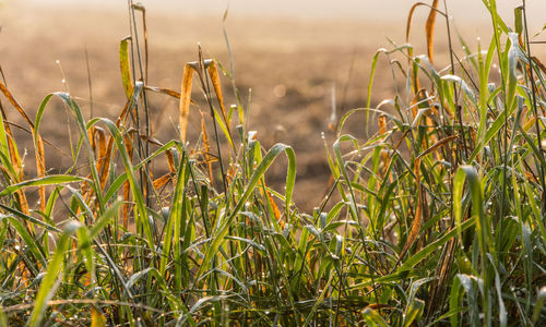 Close-up of crops growing on field