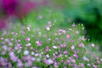 Close-up of pink flowers