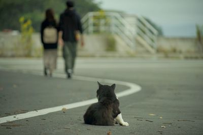 Cat living in nitoda port, tashirojima island