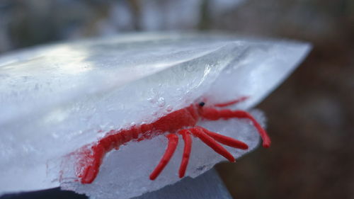 Close-up of red leaf against blurred background