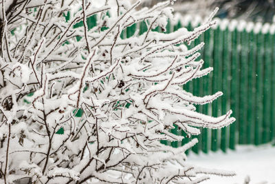 Close-up of snow covered tree on field