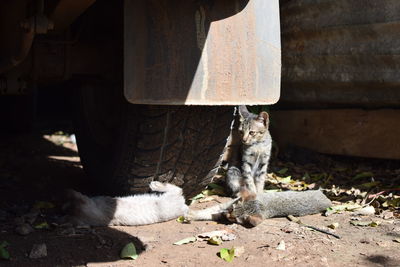 Close-up of cat sitting on street