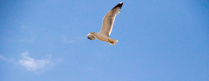 Low angle view of seagull flying in sky