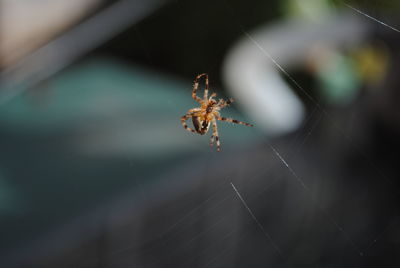 Close-up of spider on web