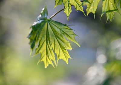 Close-up of leaves