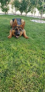 Dog relaxing on field