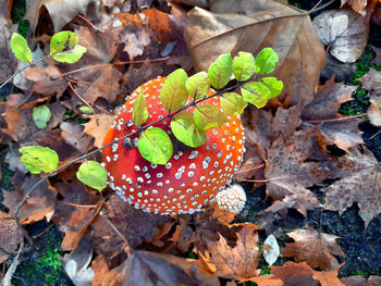 High angle view of mushrooms growing on field