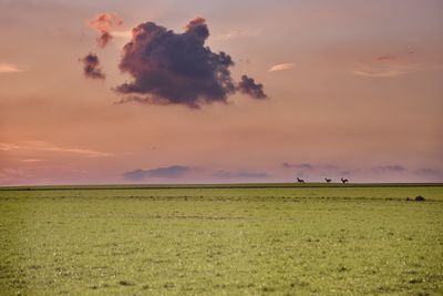 Scenic view of field against sky during sunset