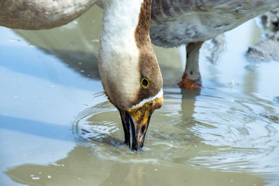Close-up of duck drinking water in lake