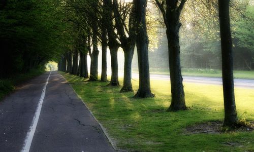 Road amidst trees in park