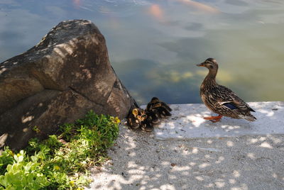 High angle view of mallard duck with ducklings by rock at lakeshore