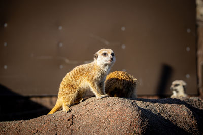 View of meerkat looking away