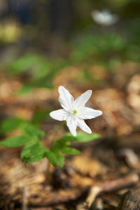 Close-up of white flowering plant