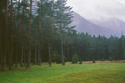 Trees on field in forest