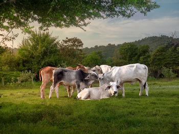 Cows on field against sky