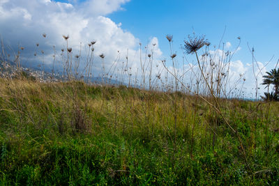 Scenic view of field against sky