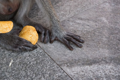 High angle view of dog on floor