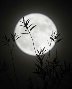 Silhouette tree against sky at night