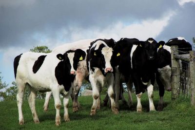 Cows standing on field against sky