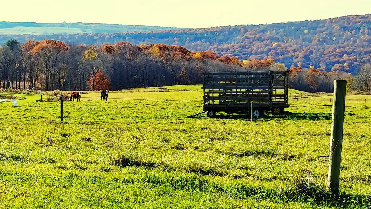 plant, grass, field, land, environment, livestock, landscape, animal themes, nature, domestic animals, mammal, tree, animal, beauty in nature, domestic, tranquil scene, tranquility, pets, scenics - nature, grazing, no people, outdoors, herbivorous