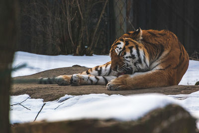 View of a cat resting on snow