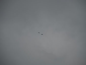 Low angle view of bird flying in sky