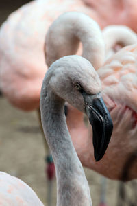 Close-up of swan