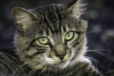 Close-up portrait of a cat