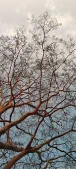Low angle view of tree against sky