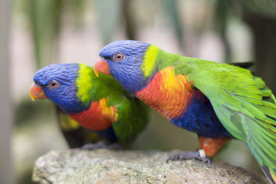 Bright multicolored rainbow lorikeet parrots sit at close range, natural background