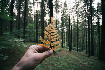 Close-up of hand holding dry leaves in forest