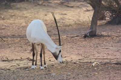 View of horse on land