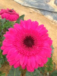 Close-up of pink flower