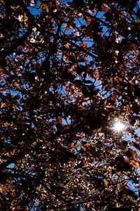 Low angle view of tree against clear sky