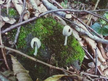 Mushrooms growing in a forest