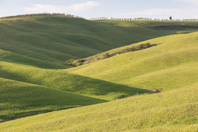 Scenic view of agricultural field