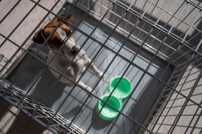 High angle view of dog in cage
