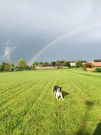 Dog on field against rainbow in sky